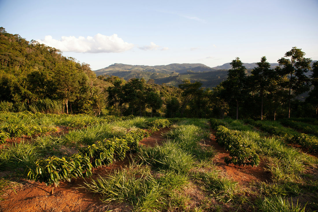 Our Suppliers: Café Granja La Esperanza – Family, Tradition & Award-Winning Coffee